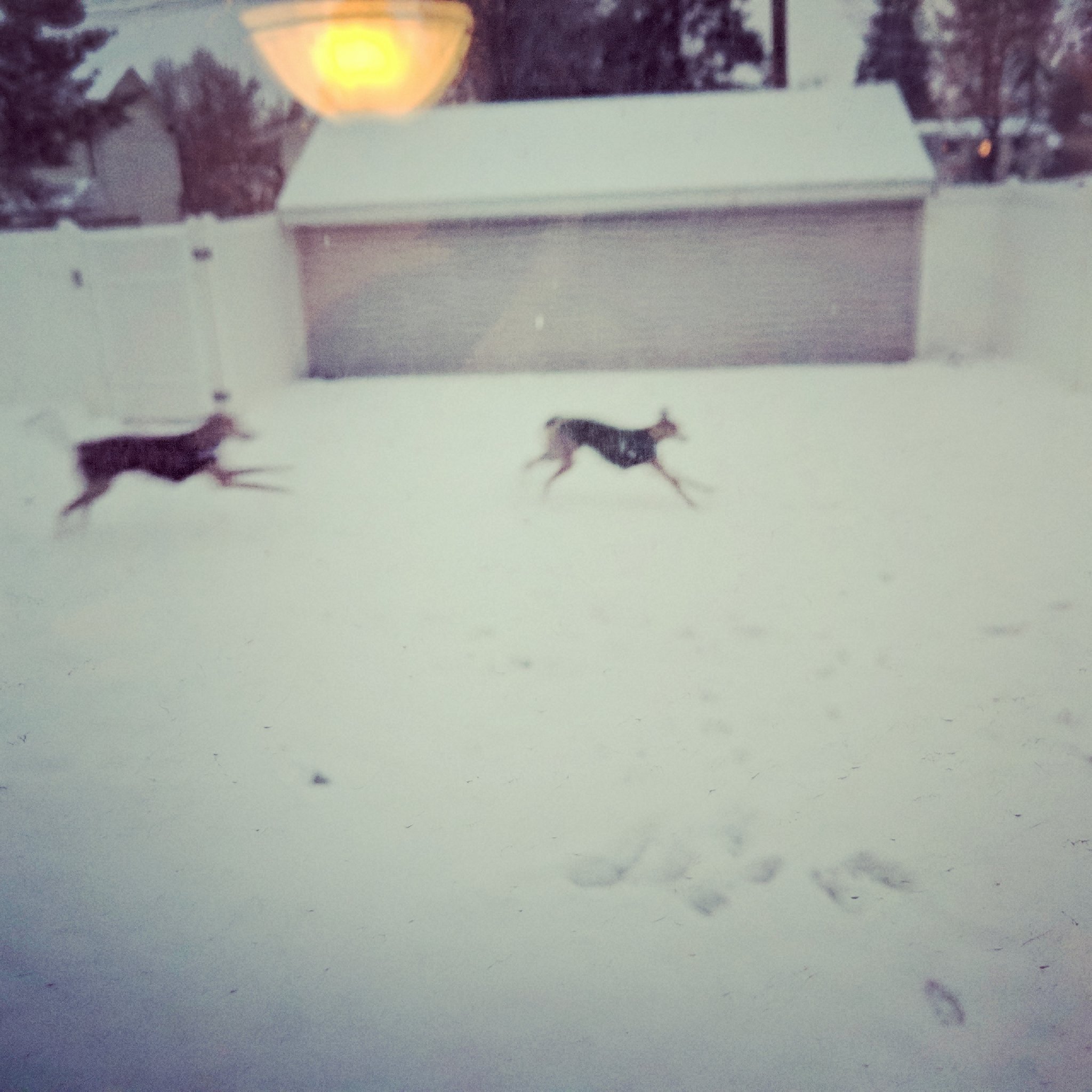 two greyhounds frolic in the snow