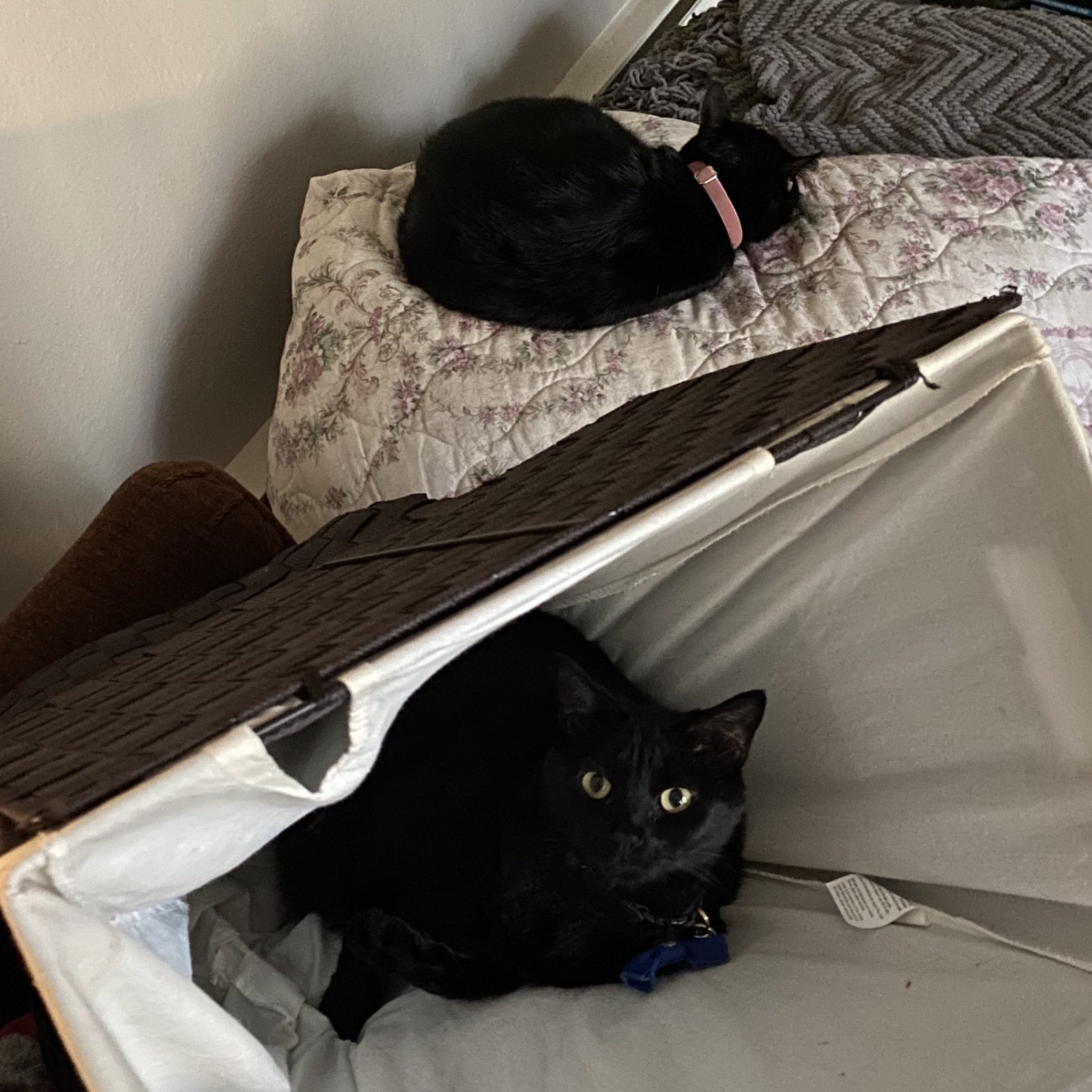a black cat sleeps on a blanket. another black cat sits in an overturned hamper and stares at the camera.